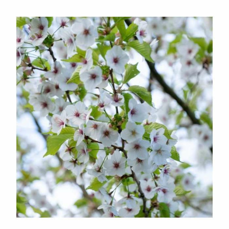 Ornamental Trees * | Prunus 'Umineko' | Cherry Blossom Tree