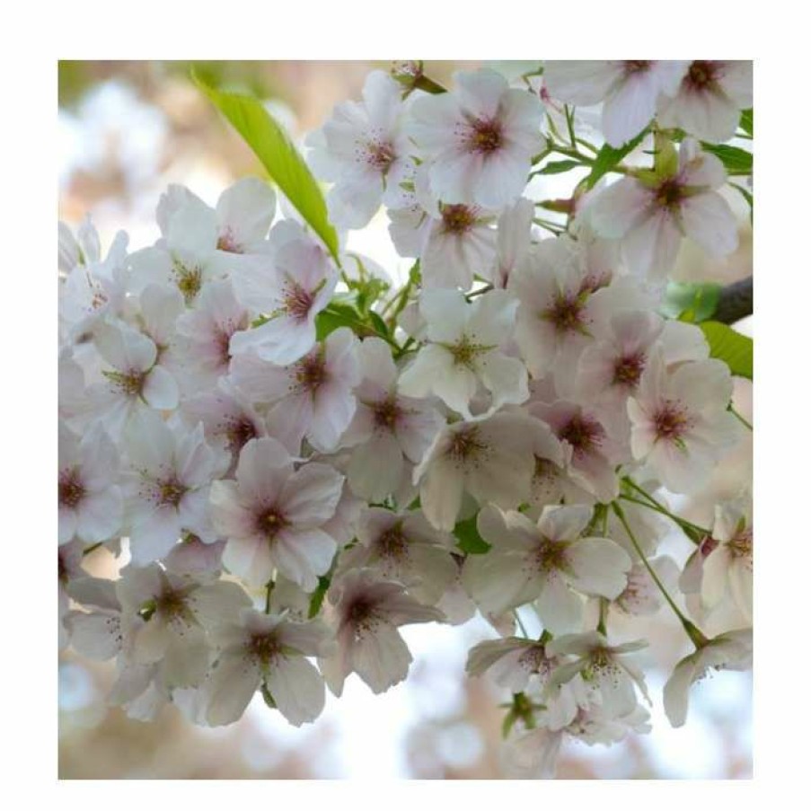 Ornamental Trees * | Prunus 'Umineko' | Cherry Blossom Tree