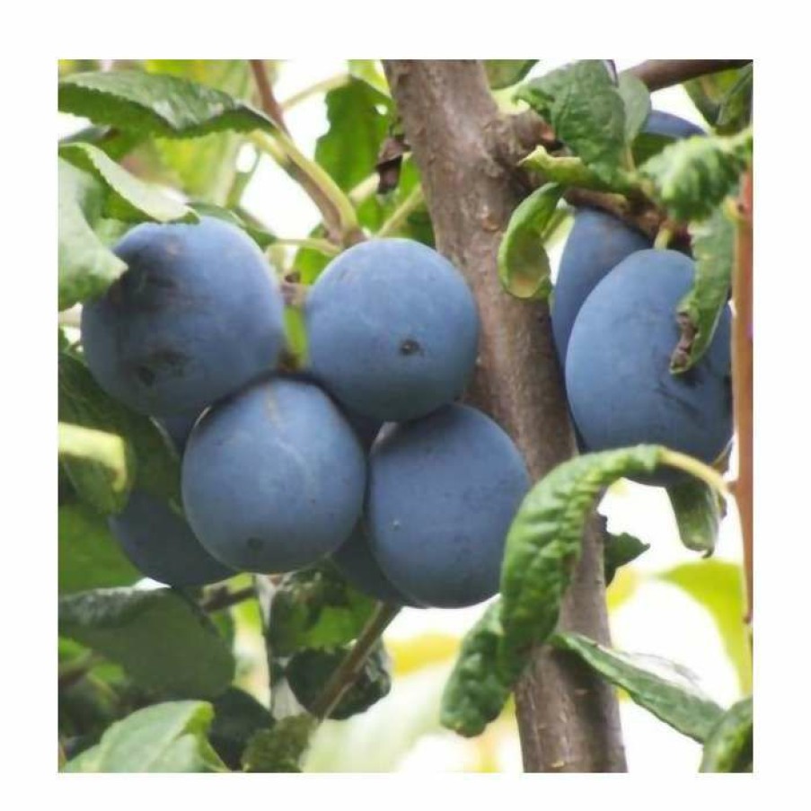 Fruit Trees * | 5Ft 'Shropshire Prune' Damson Tree | Vva-1 Semi Dwarfing Rootstock | 12L Pot | By Frank P Matthews