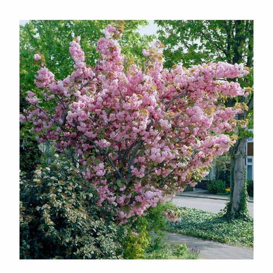 Ornamental Trees * | Prunus 'Kanzan' | Cherry Blossom Tree