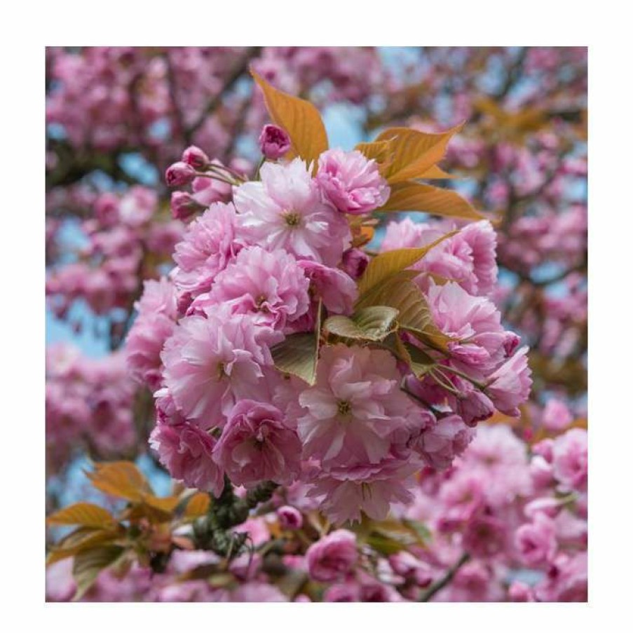 Ornamental Trees * | Prunus 'Kanzan' | Cherry Blossom Tree