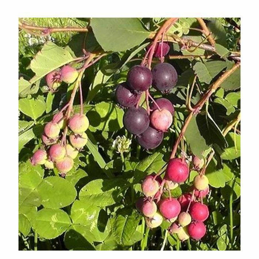 Fruit Trees * | 4Ft 'Northline' Saskatoon Tree | 7L Pot | Amelanchier Alnifolia 'Northline' | By Frank P Matthews