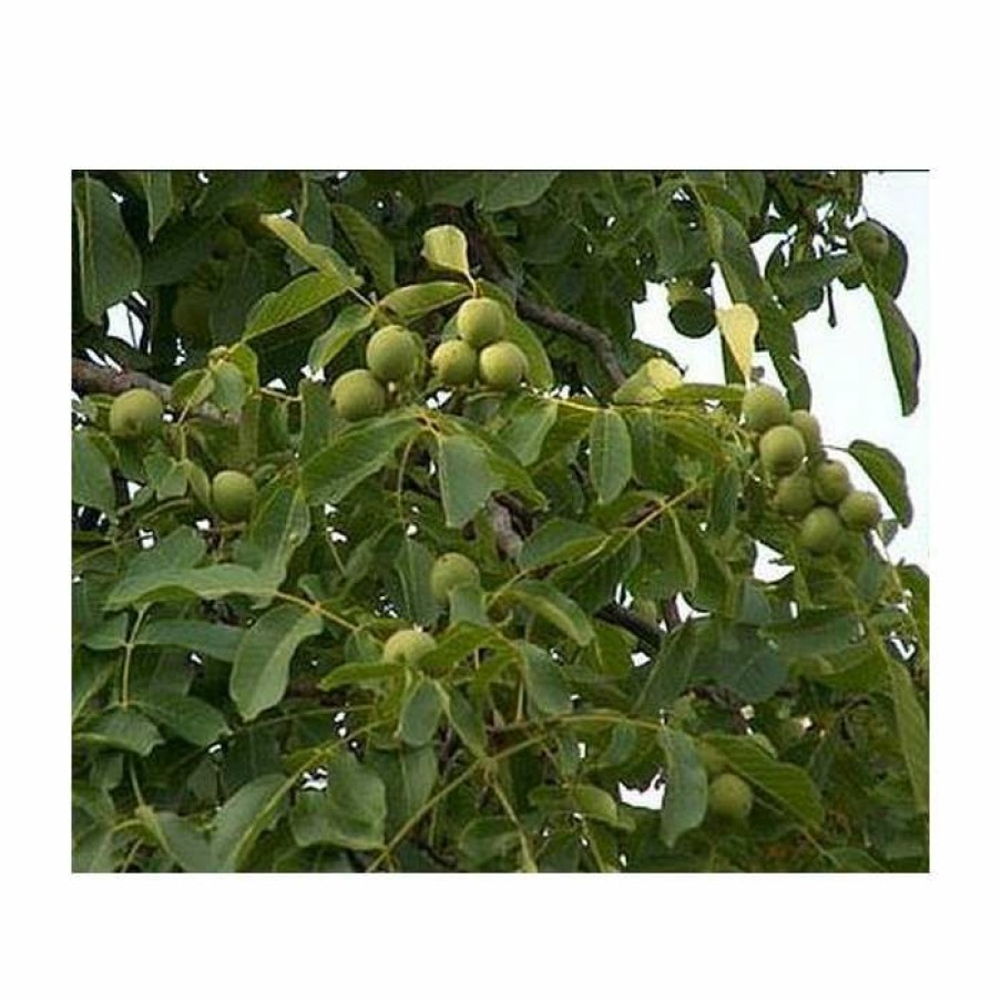 Fruit Trees * | 4-5Ft 'Franquette' Walnut Tree | Walnut Seedling Rootstock |Bare Root