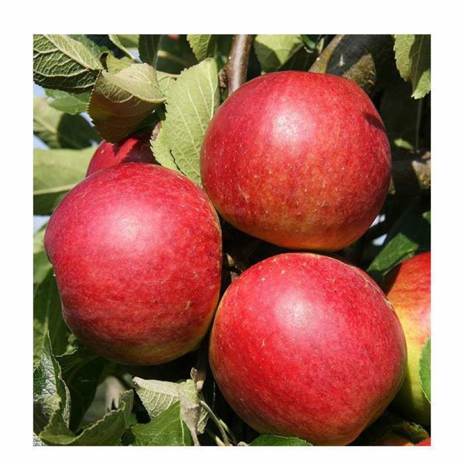 Fruit Trees * | 5Ft 'Core Blimey Dessert Apple Tree | Mm106 Semi Vigorous Rootstock | 12L Pot | By Frank P Matthews