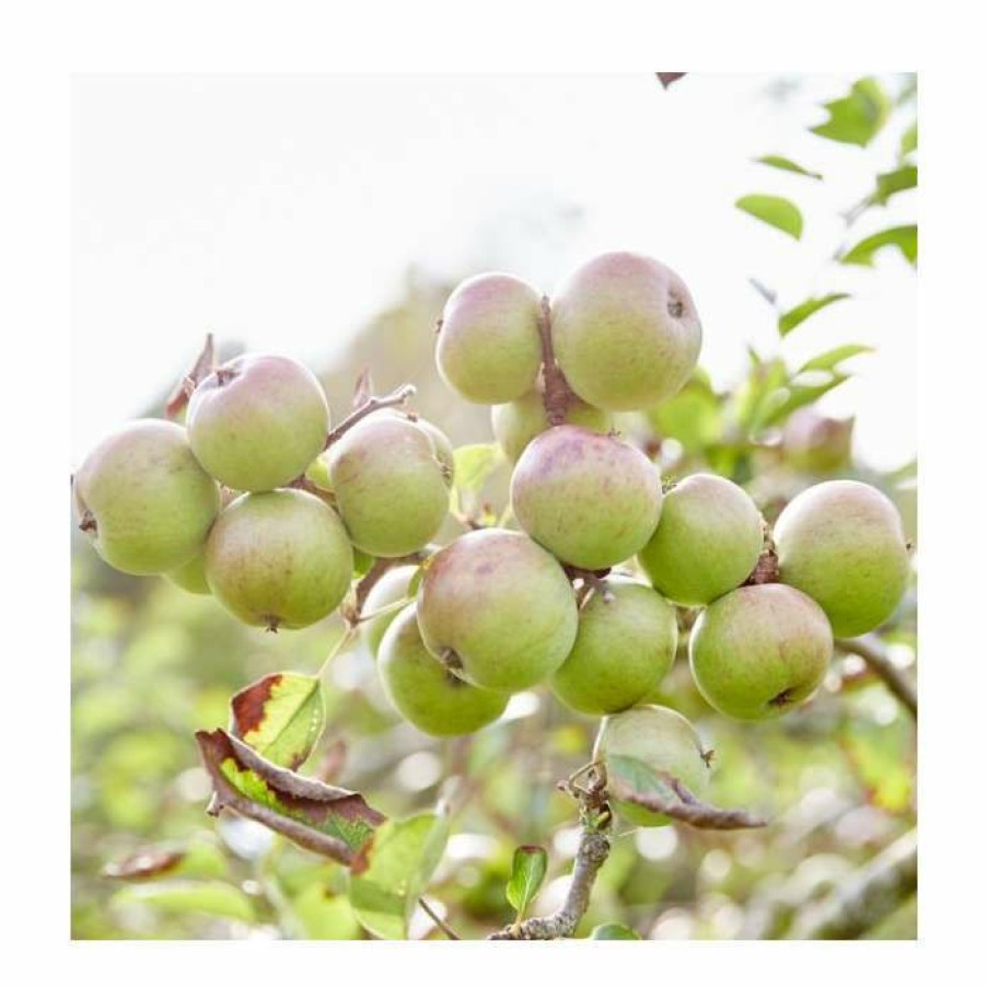 Fruit Trees * | Malus 'Harry M Jersey' | Apple Tree