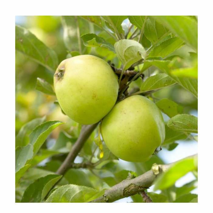 Fruit Trees * | Malus 'Michelin' | Apple Tree