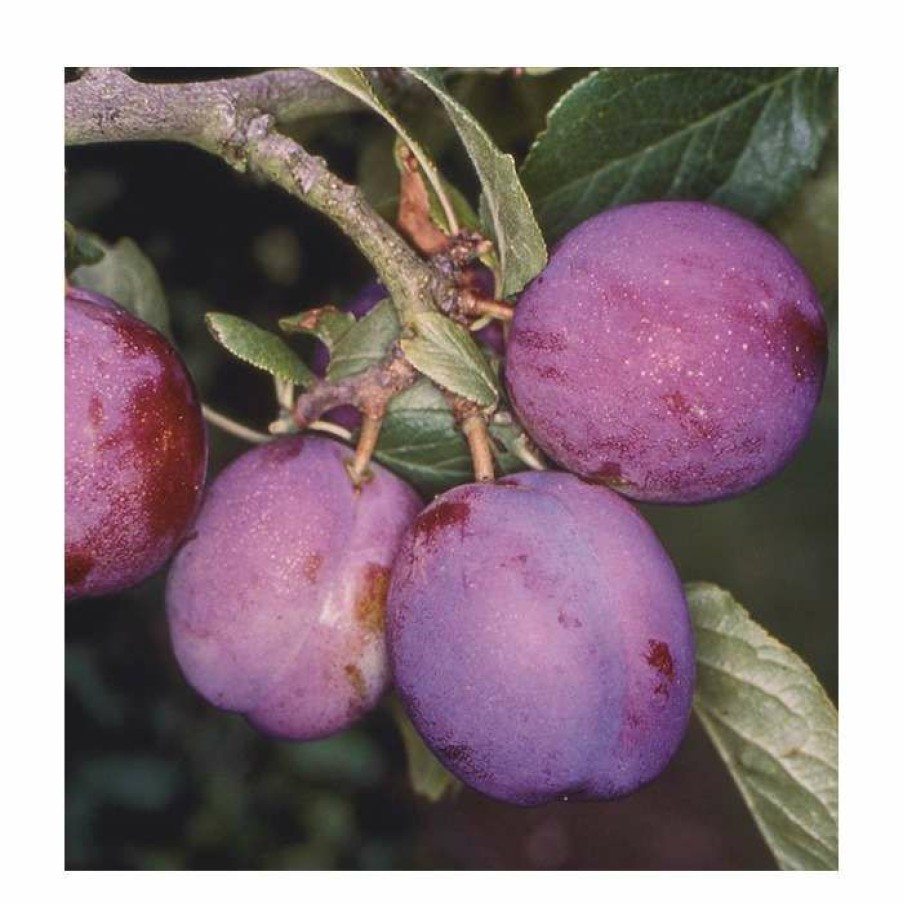 Fruit Trees * | 5Ft 'Guinevere' Plum Tree | Sja Semi Vigorous Rootstock | 12L Pot | By Frank P Matthews