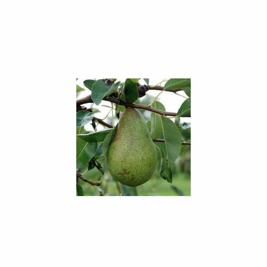 Fruit Trees * | 5Ft 'Concorde' Pear Tree | Quince A Semi Dwarfing Rootstock | 12L Pot | By Frank P Matthews