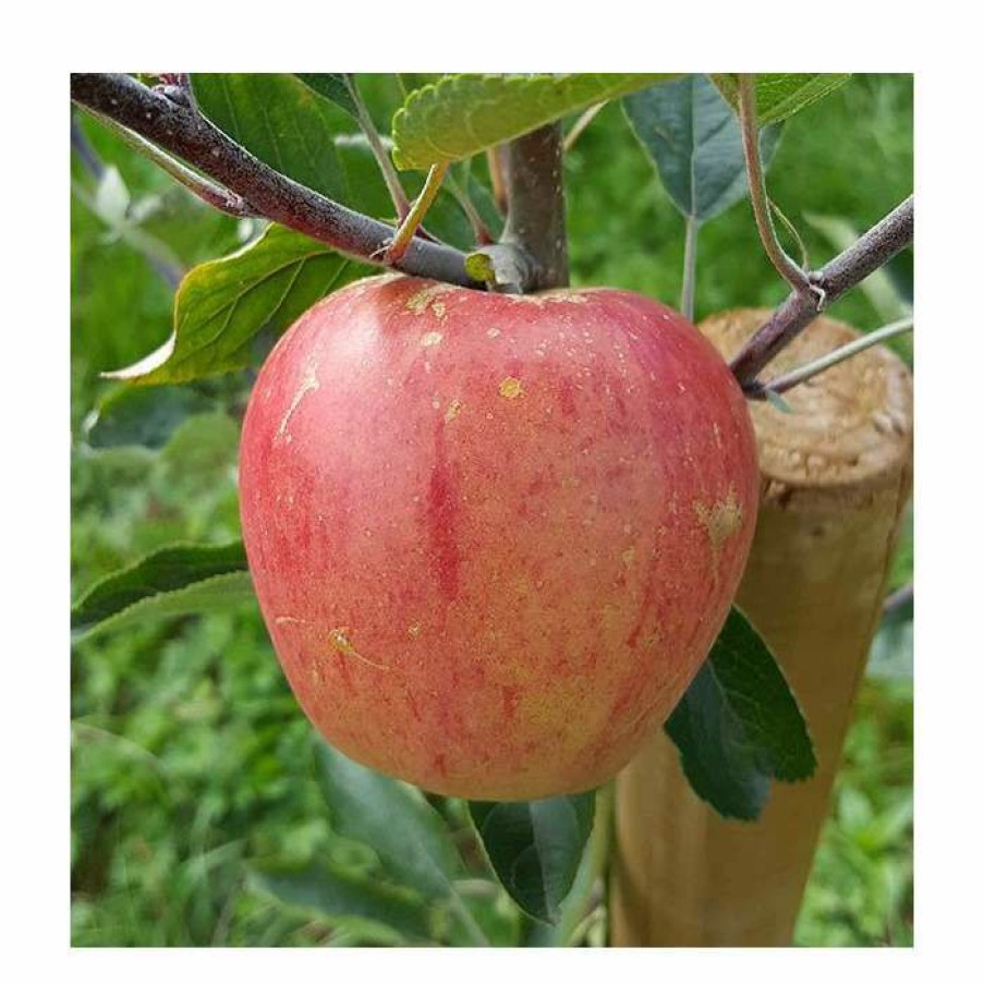 Fruit Trees * | Malus 'Paradice Gold ' | Apple Tree