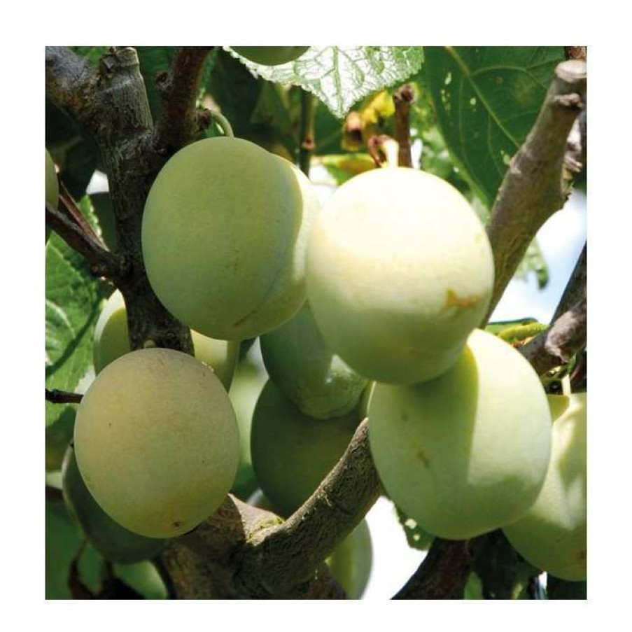 Fruit Trees * | 5Ft 'Cambridge Plum Tree | Vva-1 Semi Vigourous Rootstock | 12L Pot | By Frank P Matthews