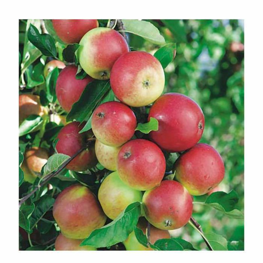 Fruit Trees * | 5Ft 'Discovery' Dessert Apple Tree | Mm106 Semi Vigorous Rootstock | 12L Pot | By Frank P Matthews