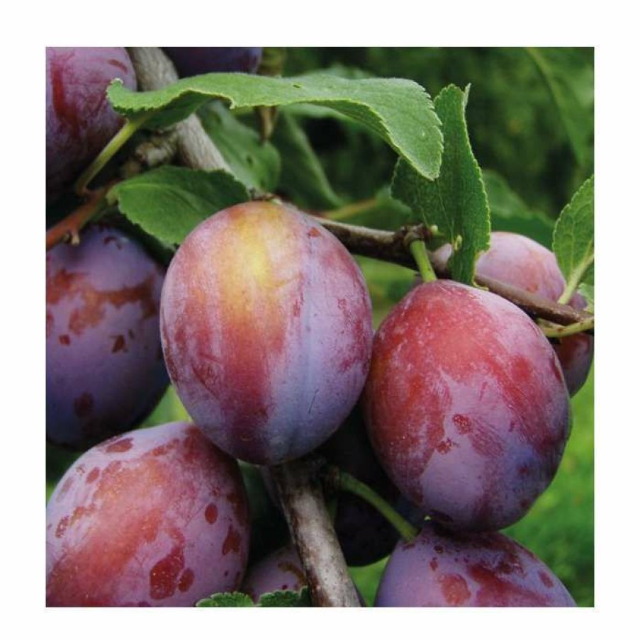 Fruit Trees * | 5Ft 'Opal' Plum Tree | Sja Semi Vigorous Rootstock | 12L Pot | By Frank P Matthews