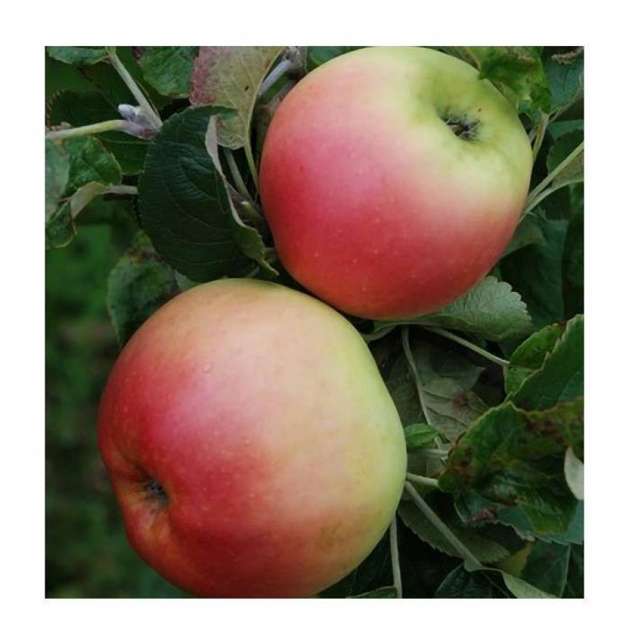 Fruit Trees * | 4-5Ft Malus 'Monarch' | Apple Tree