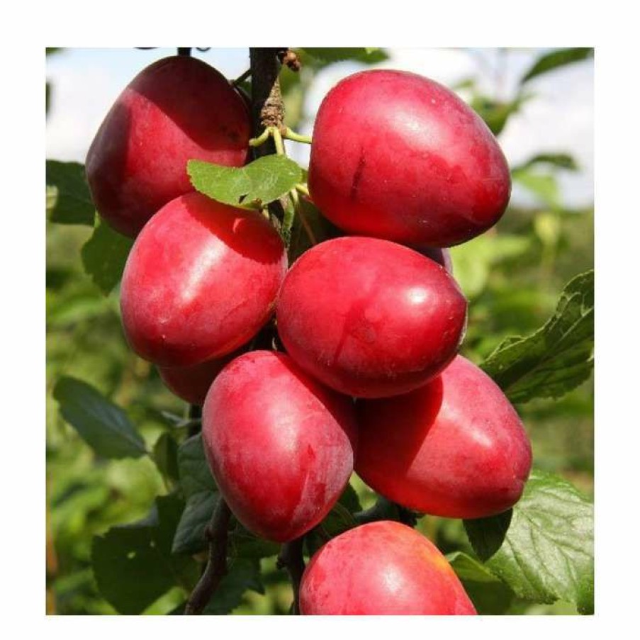 Fruit Trees * | 5Ft 'Mirabelle 'Ruby' Plum Tree | Sja Semi Vigorous Rootstock | Bare Root | By Frank P Matthews