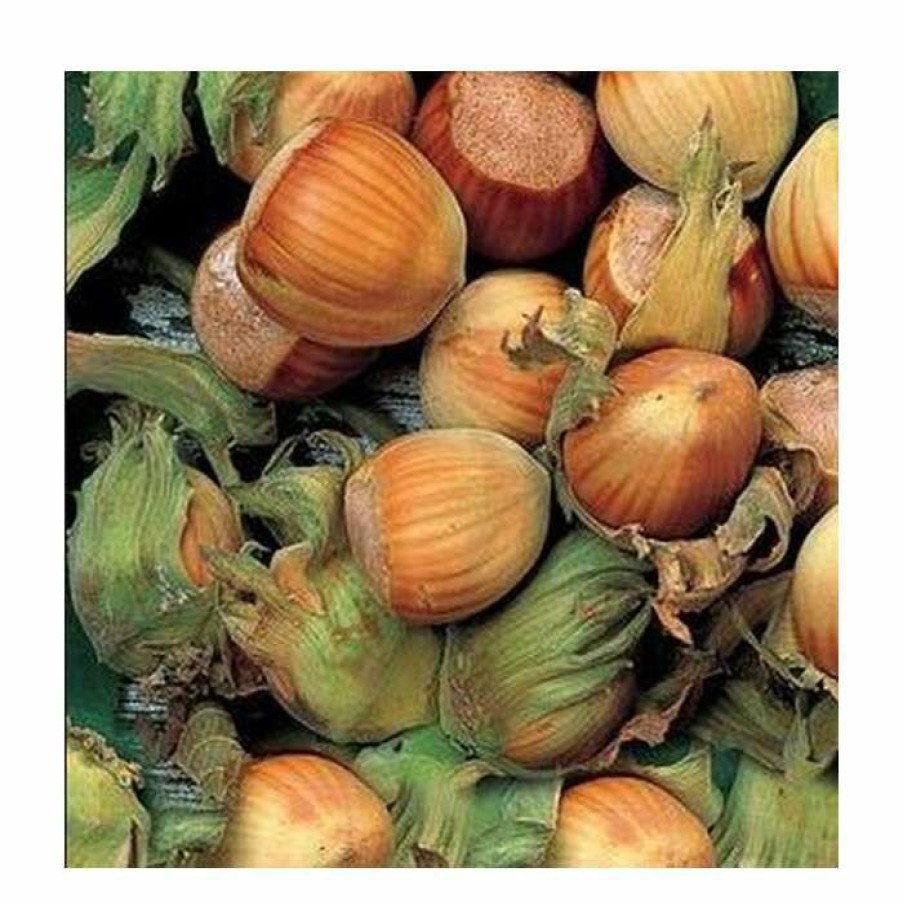 Fruit Trees * | 4-5Ft 'Webb'S Prize Cob' Cobnut Bush | Bare Root