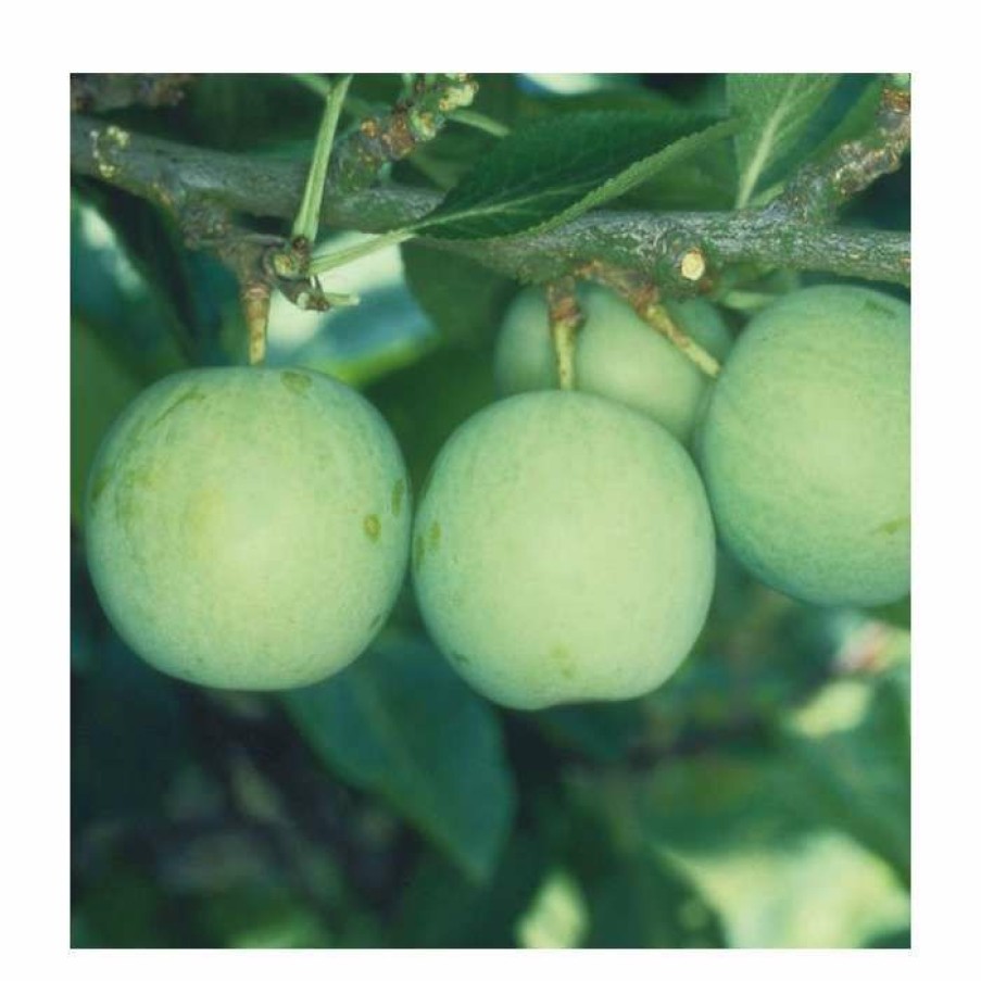 Fruit Trees * | 5Ft 'Old Green Gage' Plum Tree | Vva-1 Semi Dwarfing Rootstock | 12L Pot | By Frank P Matthews