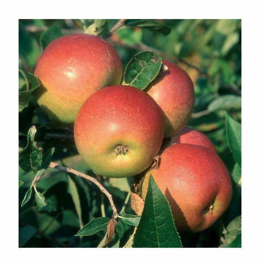 Fruit Trees * | 5Ft 'Laxton'S Superb' Dessert Apple Tree | Mm106 Semi Vigorous Rootstock | 12L Pot | By Frank P Matthews