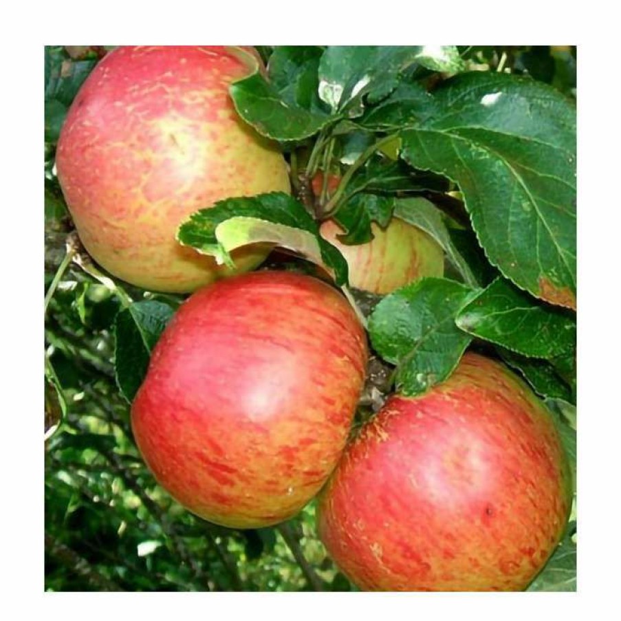 Fruit Trees * | 5Ft 'Laxton'S Superb' Dessert Apple Tree | Mm106 Semi Vigorous Rootstock | 12L Pot | By Frank P Matthews