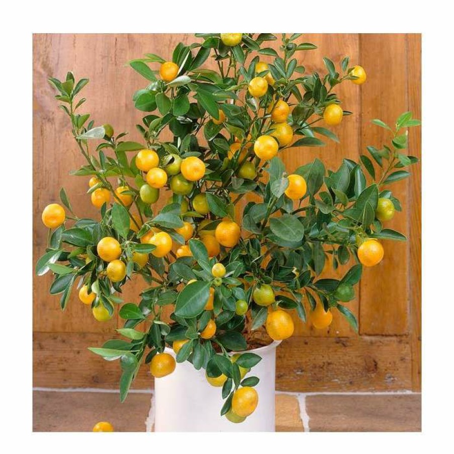 Fruit Trees * | 2-3Ft Seville Orange Tree | Citrus X Aurantium 'Bigaradier' | Grafted Mini-Stem | 5L Pot