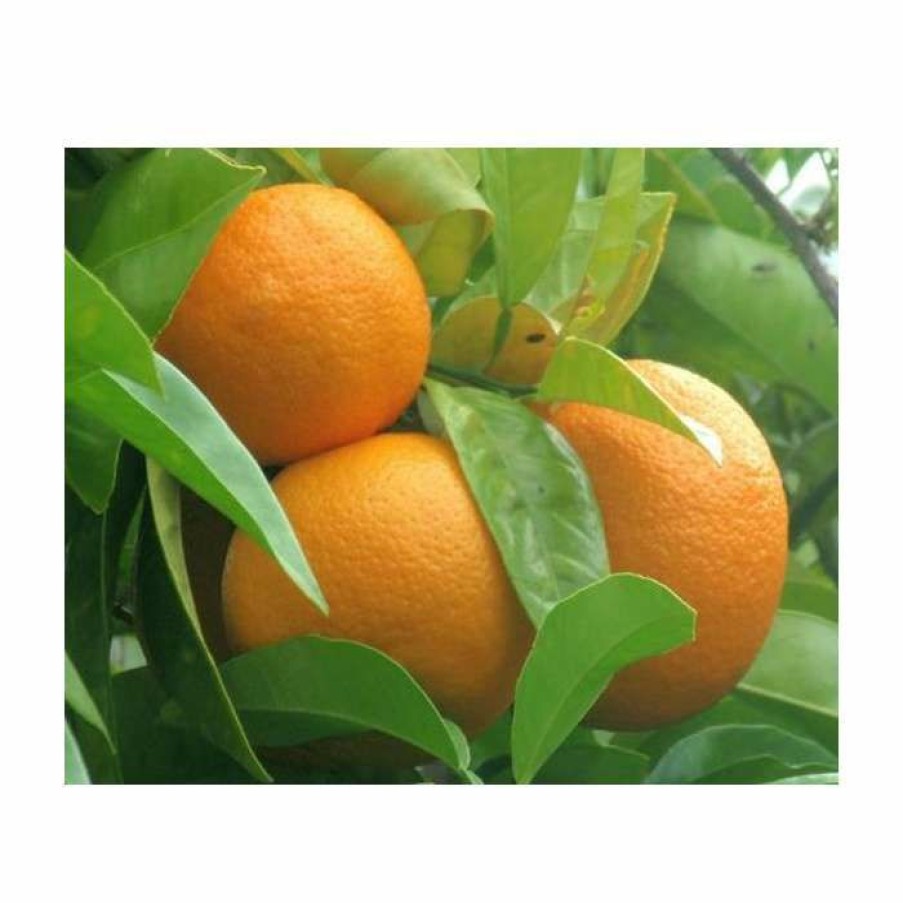 Fruit Trees * | 2-3Ft Seville Orange Tree | Citrus X Aurantium 'Bigaradier' | Grafted Mini-Stem | 5L Pot