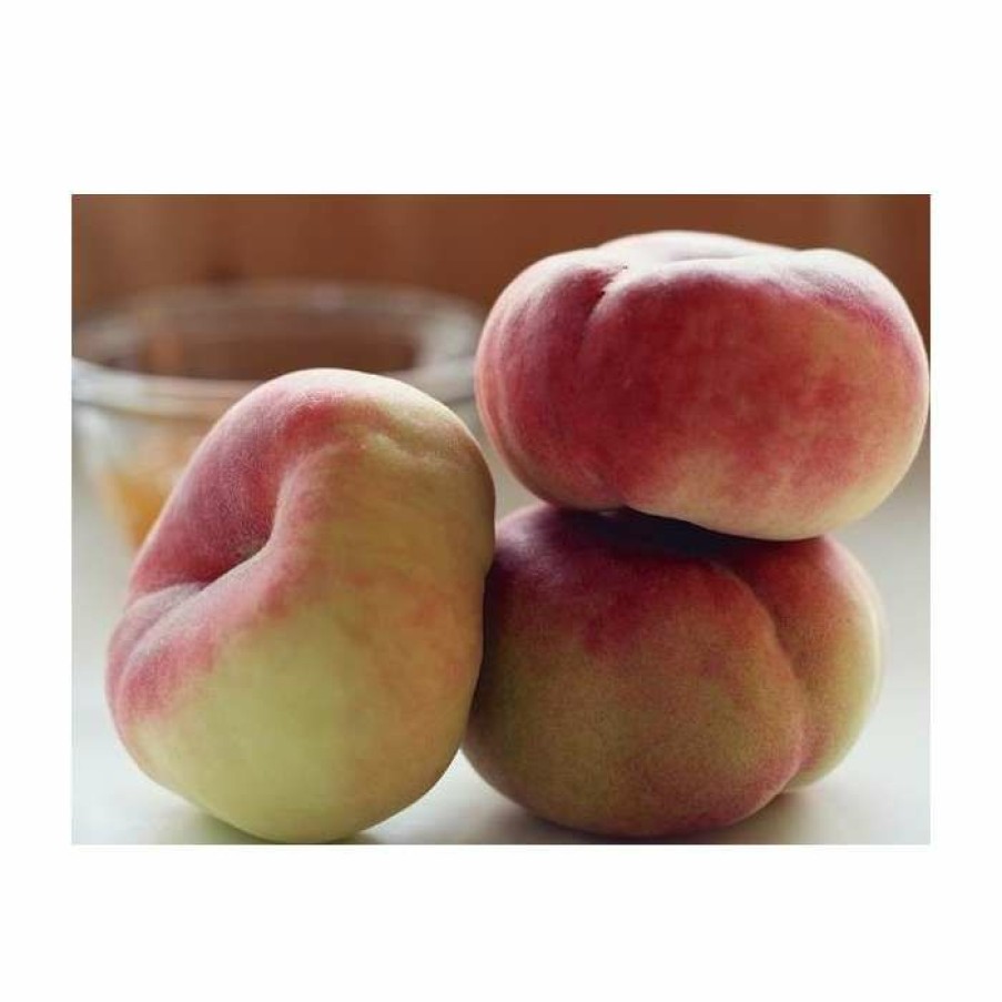 Fruit Trees * | 5Ft 'Saturn' Flat Peach Tree | Sja Semi Vigorous Rootstock | 7L Pot | By Frank P Matthews