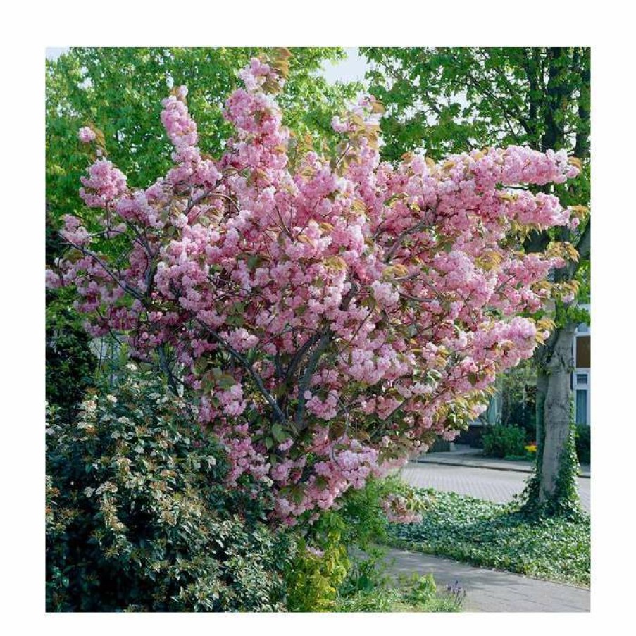 Ornamental Trees * | Prunus 'Kanzan' | Cherry Blossom Tree | 12L Pot | 150-180Cm | By Frank P Matthews