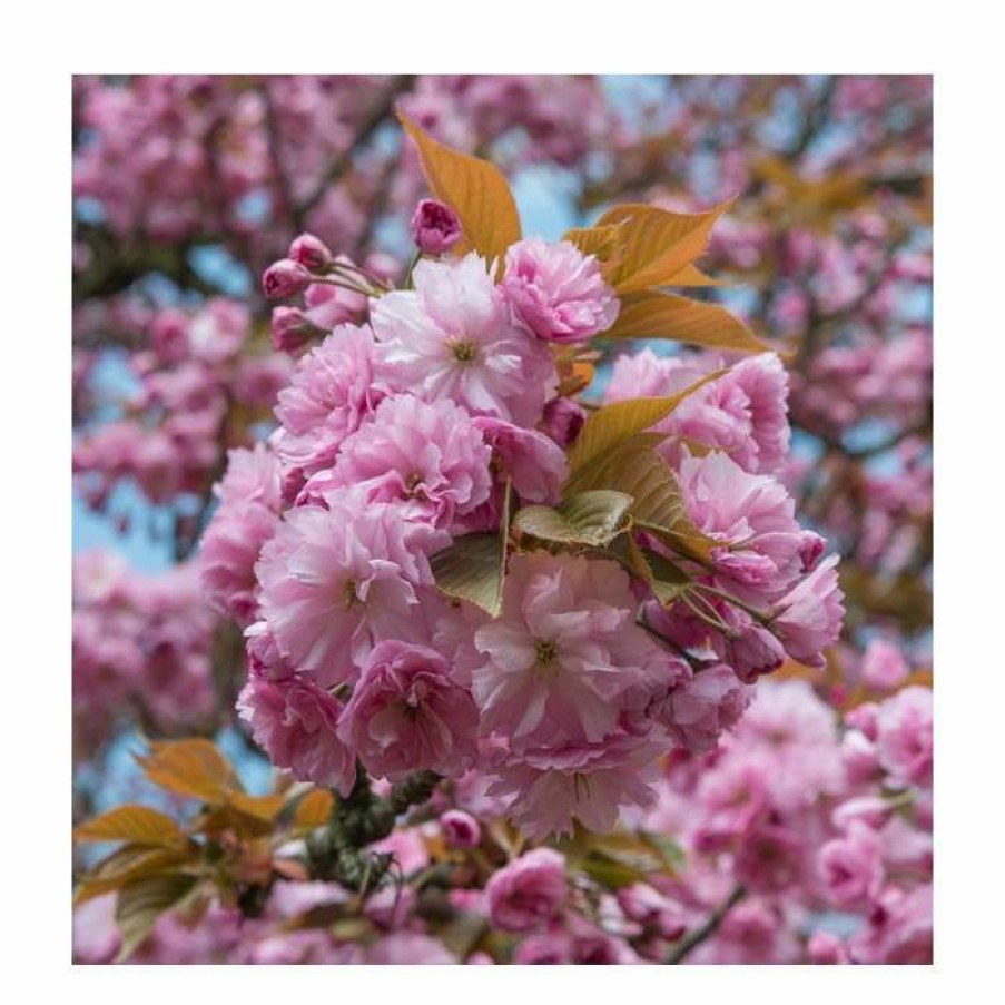 Ornamental Trees * | Prunus 'Kanzan' | Cherry Blossom Tree | 12L Pot | 150-180Cm | By Frank P Matthews