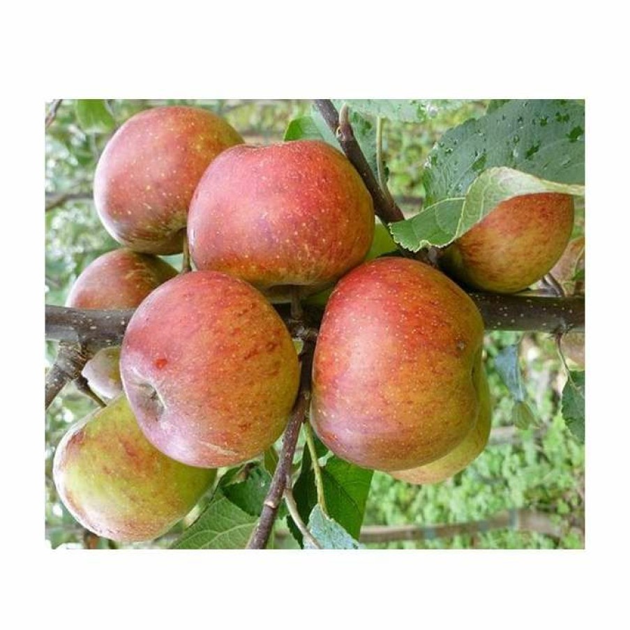 Fruit Trees * | 4-5Ft Malus 'Chivers Delight' | Apple Tree