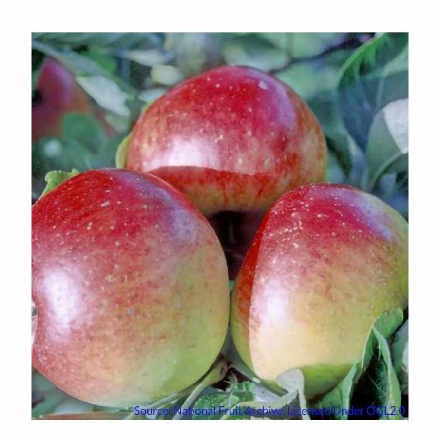 Fruit Trees * | 4-5Ft Malus 'Chivers Delight' | Apple Tree