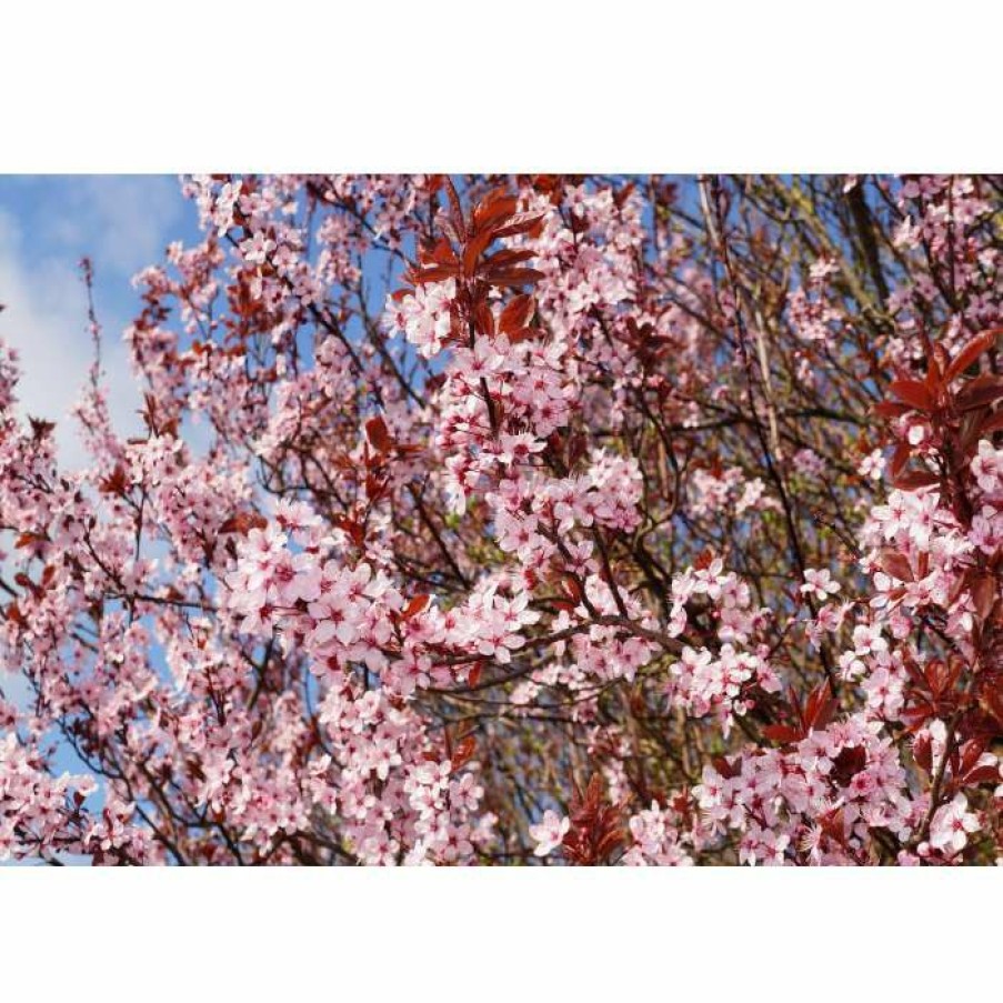 Ornamental Trees * | Prunus Cerasifera 'Nigra' | Cherry Blossom Tree | 12L Pot | 150-180Cm | By Frank P Matthews