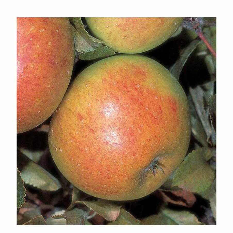 Fruit Trees * | 5Ft 'Sunset' Dessert Apple Tree | Mm106 Semi Vigorous Rootstock | 12L Pot | By Frank P Matthews