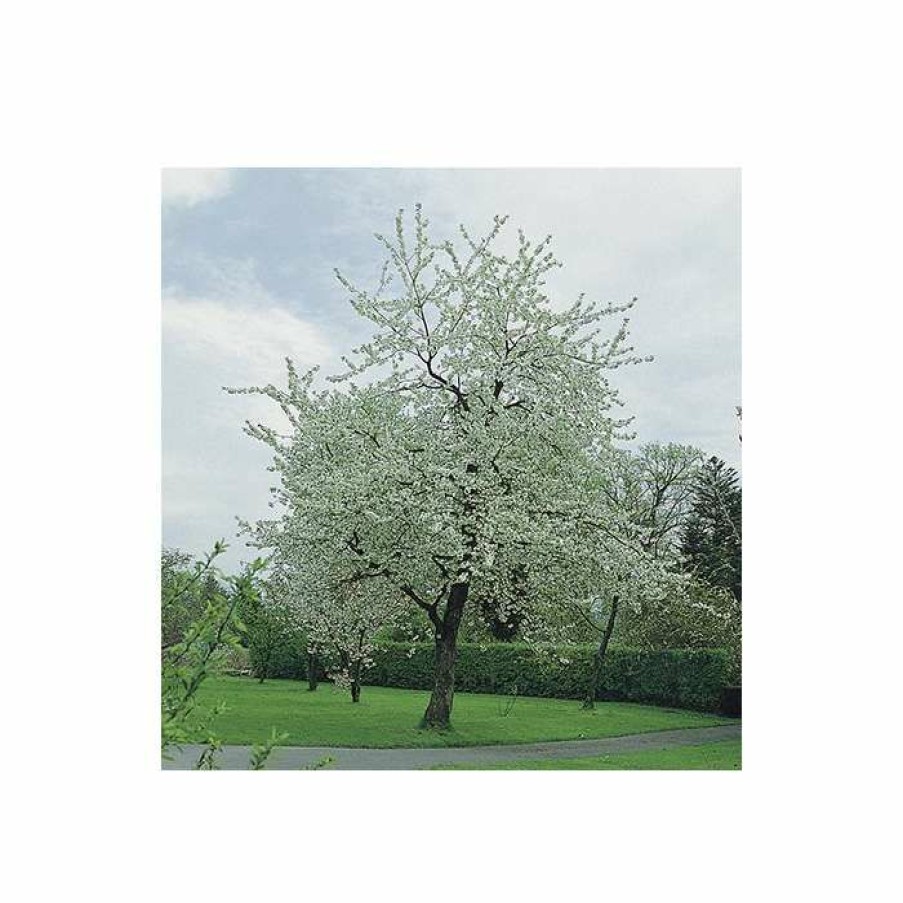 Ornamental Trees * | Prunus Avium 'Plena' | Cherry Blossom Tree | 12L Pot | 150-180Cm | By Frank P Matthews