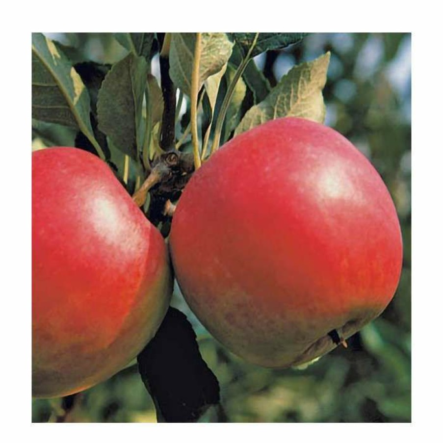 Fruit Trees * | 5Ft 'Katy' Dessert Apple Tree | Mm106 Semi Vigorous Rootstock | 12L Pot | By Frank P Matthews