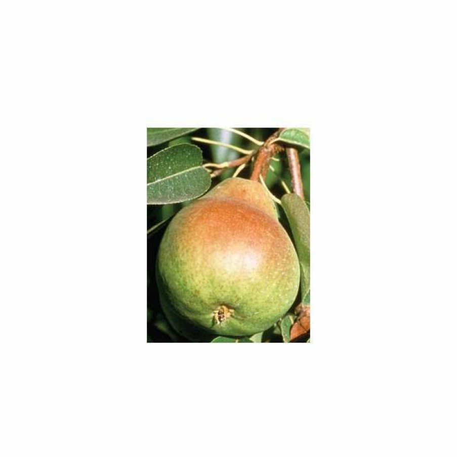 Fruit Trees * | 4-5Ft 'Beurre Hardy' Pear Tree | Quince A Semi Dwarfing Rootstock | 9L Pot