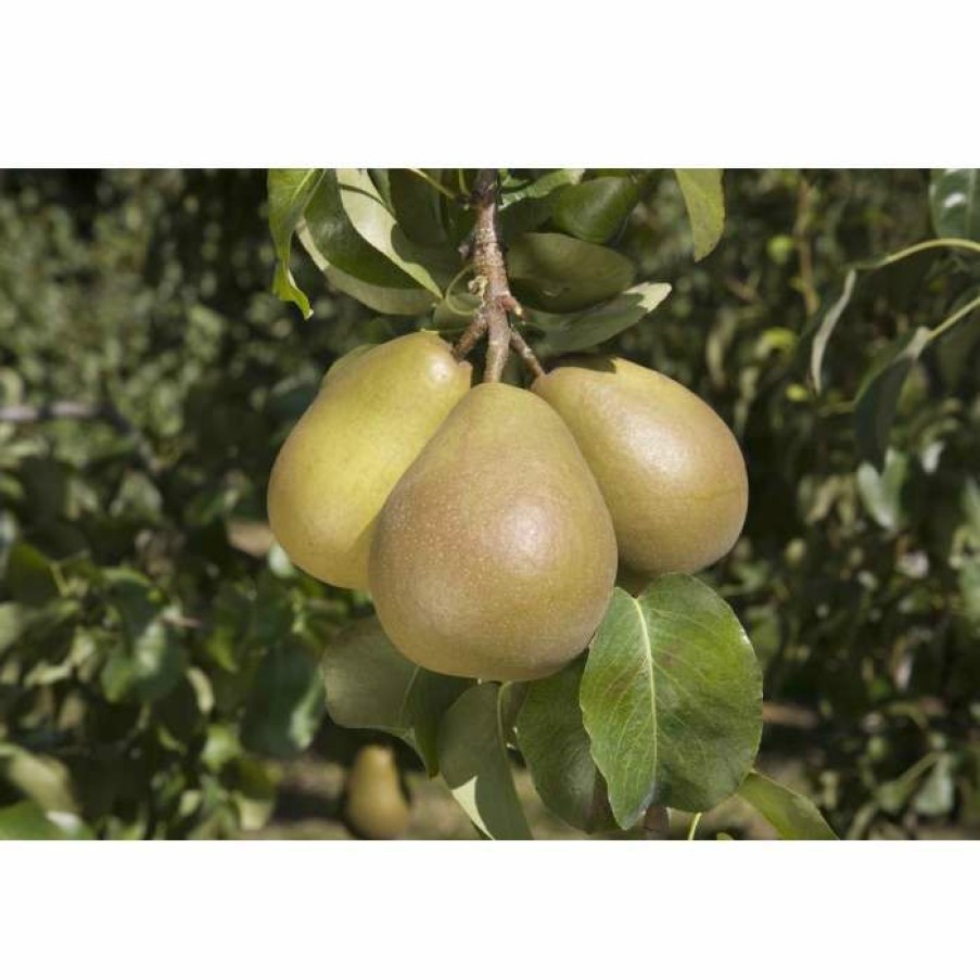 Fruit Trees * | 4-5Ft 'Beurre Hardy' Pear Tree | Quince A Semi Dwarfing Rootstock | 9L Pot