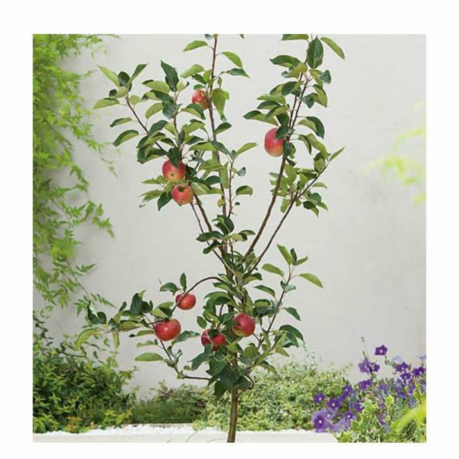 Fruit Trees * | 5Ft 'Rosette Dessert Apple Tree| Mm106 Semi Vigorous Rootstock | 12L Pot | By Frank P Matthews