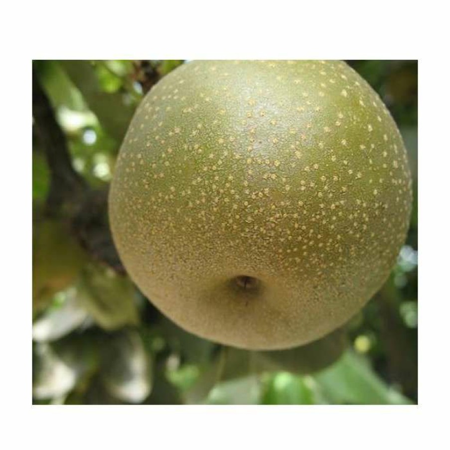 Fruit Trees * | 4-5Ft 'Kumoi' Nashi Pear Tree | Pear Seedling Vigorous Rootstock | Bare Root