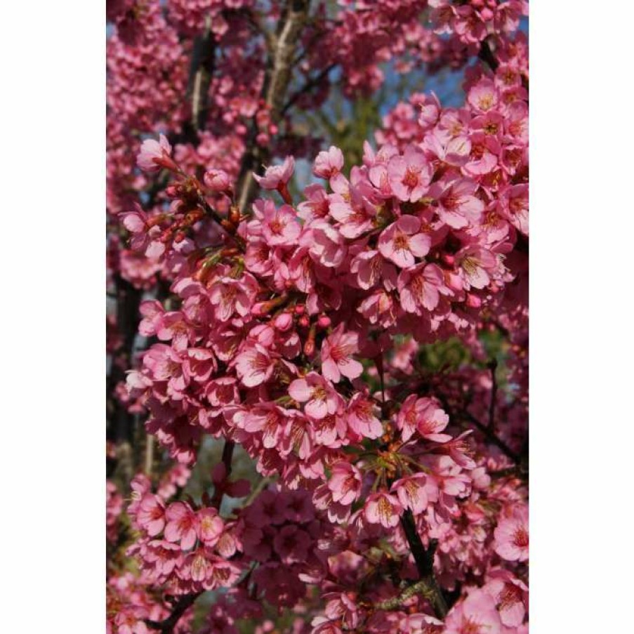 Ornamental Trees * | Prunus 'Kursar' | Small Flowering Cherry Blossom Tree | 12L Pot | 150-180Cm | By Frank P Matthews