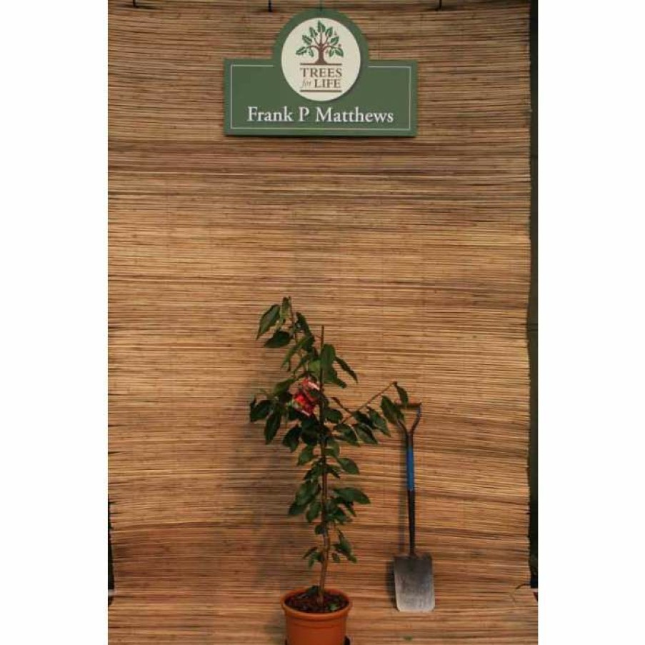 Fruit Trees * | 4Ft 'Stella' Patio Cherry Tree | Gisela 5 Semi Dwarfing Rootstock | 11.5L Pot | By Frank P Matthews