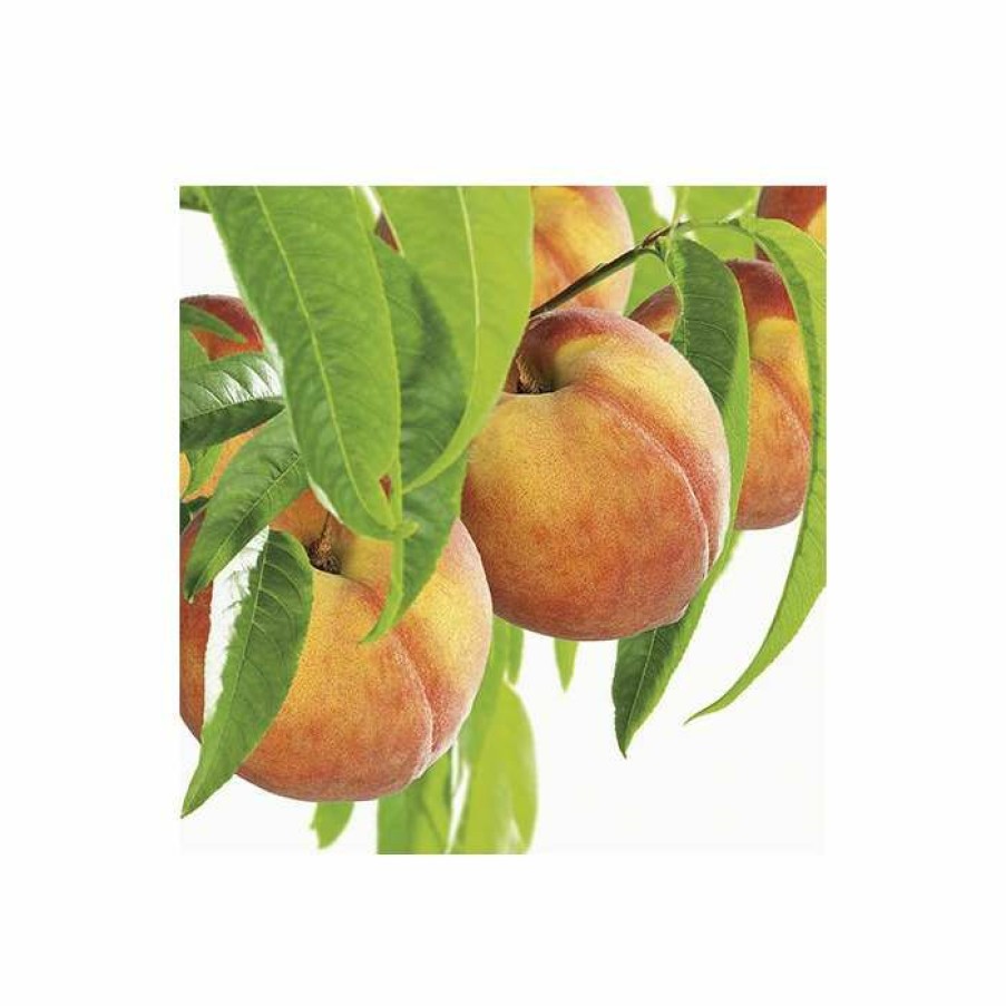 Fruit Trees * | 5Ft 'Peregrine' Peach Tree | Sja Semi Vigorous Rootstock | 7L Pot | By Frank P Matthews