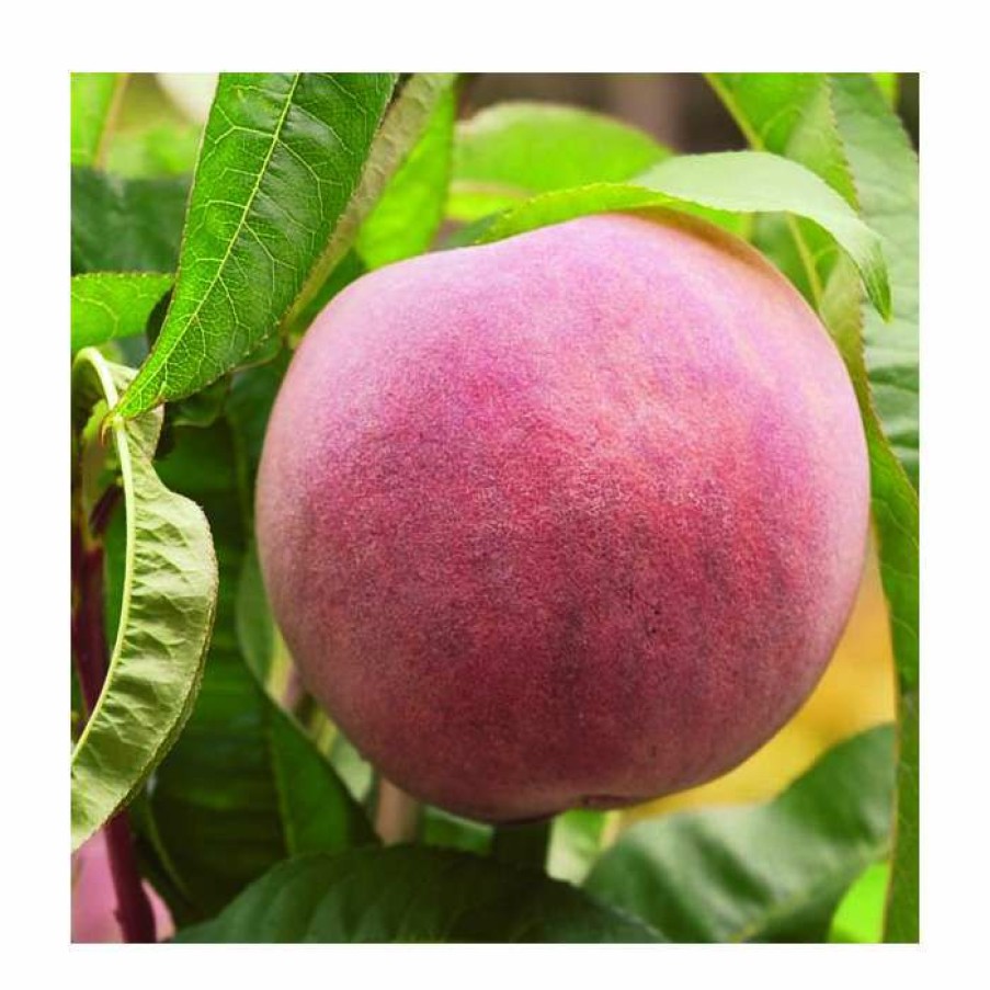 Fruit Trees * | 5Ft 'Peregrine' Peach Tree | Sja Semi Vigorous Rootstock | 7L Pot | By Frank P Matthews