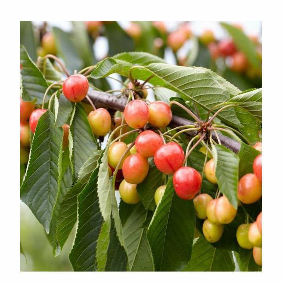 Fruit Trees * | 5Ft 'Amber Heart' Cherry Tree | F.12.1 Very Vigorous Rootstock | Bare Root | By Frank P Matthews