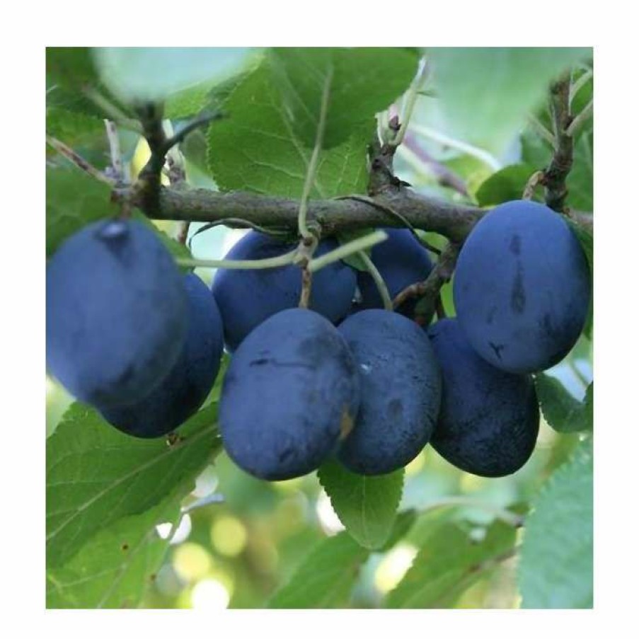 Fruit Trees * | 5Ft 'Merryweather' Damson Tree | Sja Semi Vigorous Rootstock | 12L Pot | By Frank P Matthews